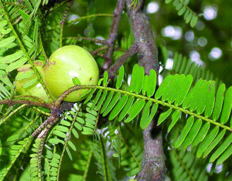 میروبالان یا انگور فرنگی هندی